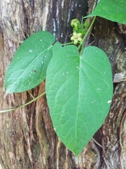 Gonolobus suberosus suberosus