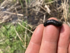 Haemopidae