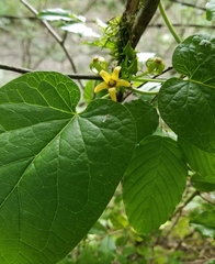 Gonolobus suberosus suberosus