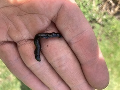 Haemopidae