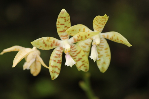 Pallens Orchid