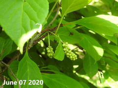 Schisandra chinensis