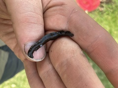 Haemopidae