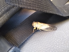 Diceroprocta aurantiaca