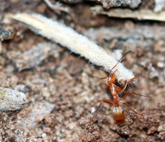 Dorymyrmex flavus
