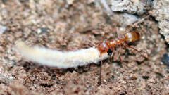 Dorymyrmex flavus
