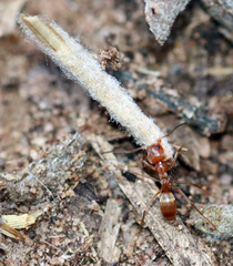 Dorymyrmex flavus