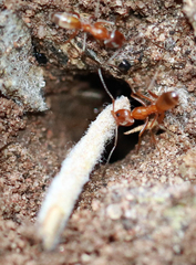 Dorymyrmex flavus