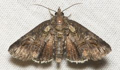 Paectes pygmaea