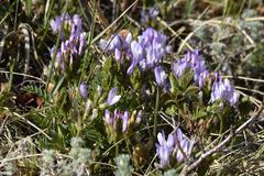 Astragalus agrestis