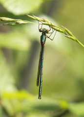 Lestes stultus