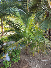 Beccariophoenix alfredii