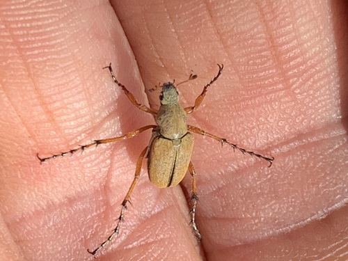 Rose chafer