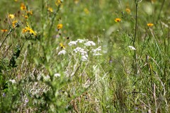 Bifora americana