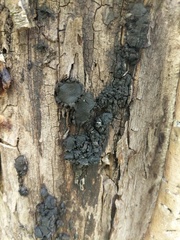 Biscogniauxia repanda