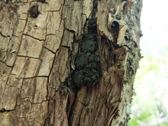 Biscogniauxia repanda