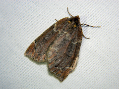 Spodolepis substriataria