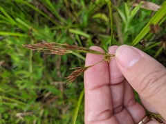 Rhynchospora inexpansa