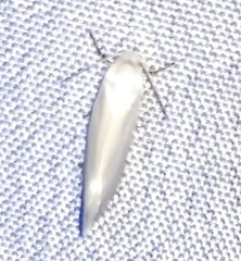 Tegeticula yuccasella