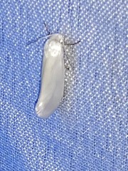 Tegeticula yuccasella