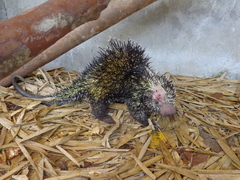 Coendou longicaudatus