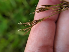 Rhynchospora inexpansa