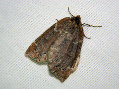 Spodolepis substriataria