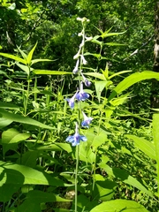 Delphinium carolinianum