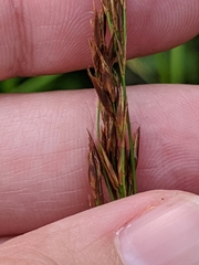 Rhynchospora inexpansa