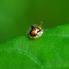 Aspidimorpha furcata