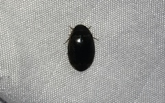 Thermonectus basillaris