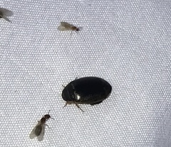 Thermonectus basillaris