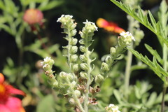 Oreocarya suffruticosa