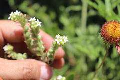 Oreocarya suffruticosa