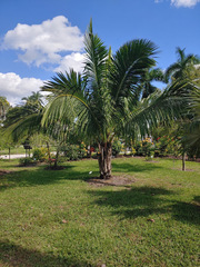 Beccariophoenix alfredii