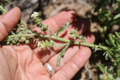 Oreocarya suffruticosa