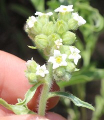 Oreocarya suffruticosa