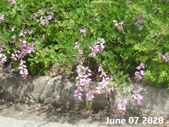 Indigofera kirilowii