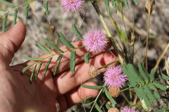 Mimosa rupertiana