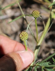 Mimosa rupertiana