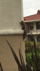 Sciurus niger