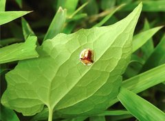 Aspidimorpha furcata