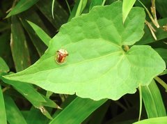 Aspidimorpha furcata