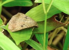 Blasticorhinus