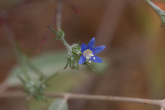 Eriastrum sapphirinum