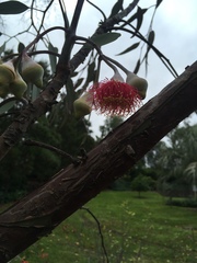Eucalyptus caesia