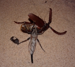 Proctacanthus rodecki