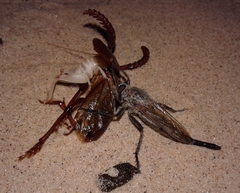 Proctacanthus rodecki