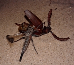 Proctacanthus rodecki