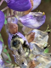 Bombus mixtus